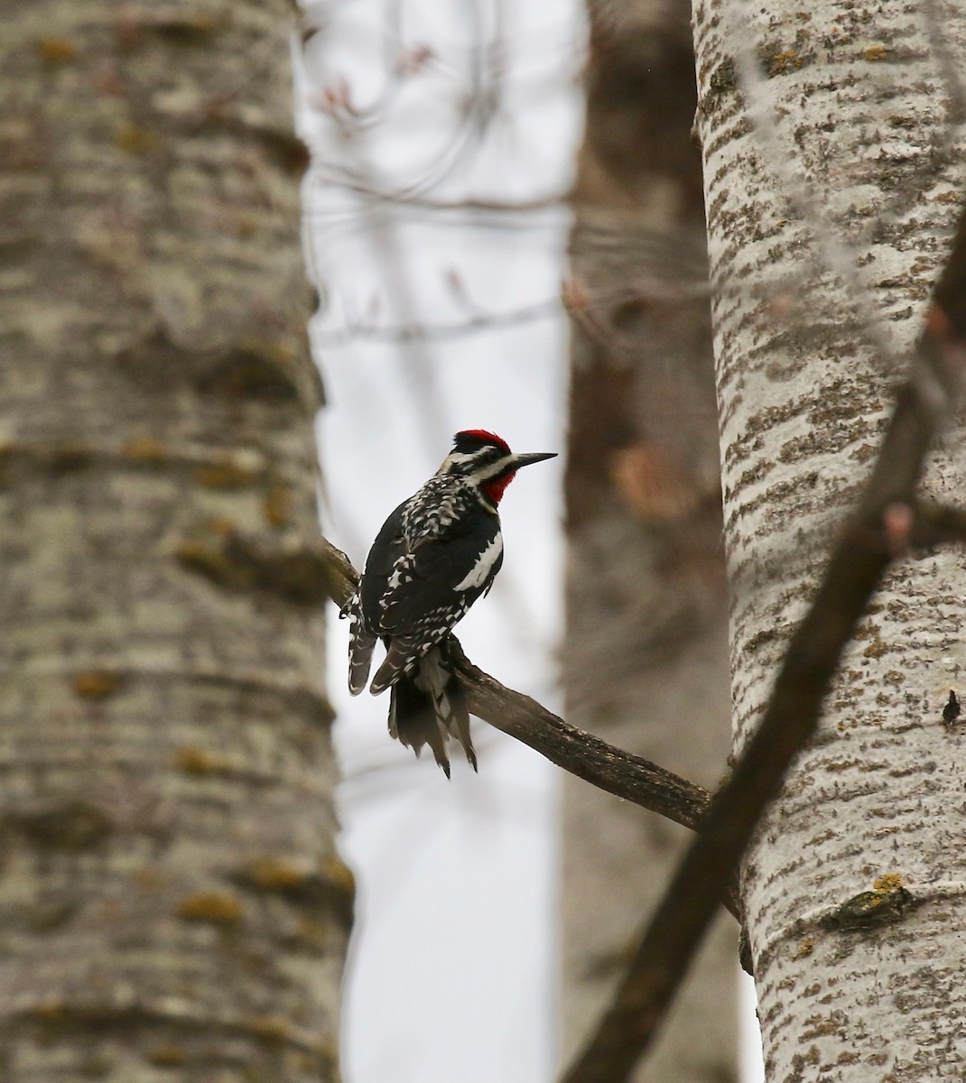 Yellow-bellied Sapsucker - ML635466869