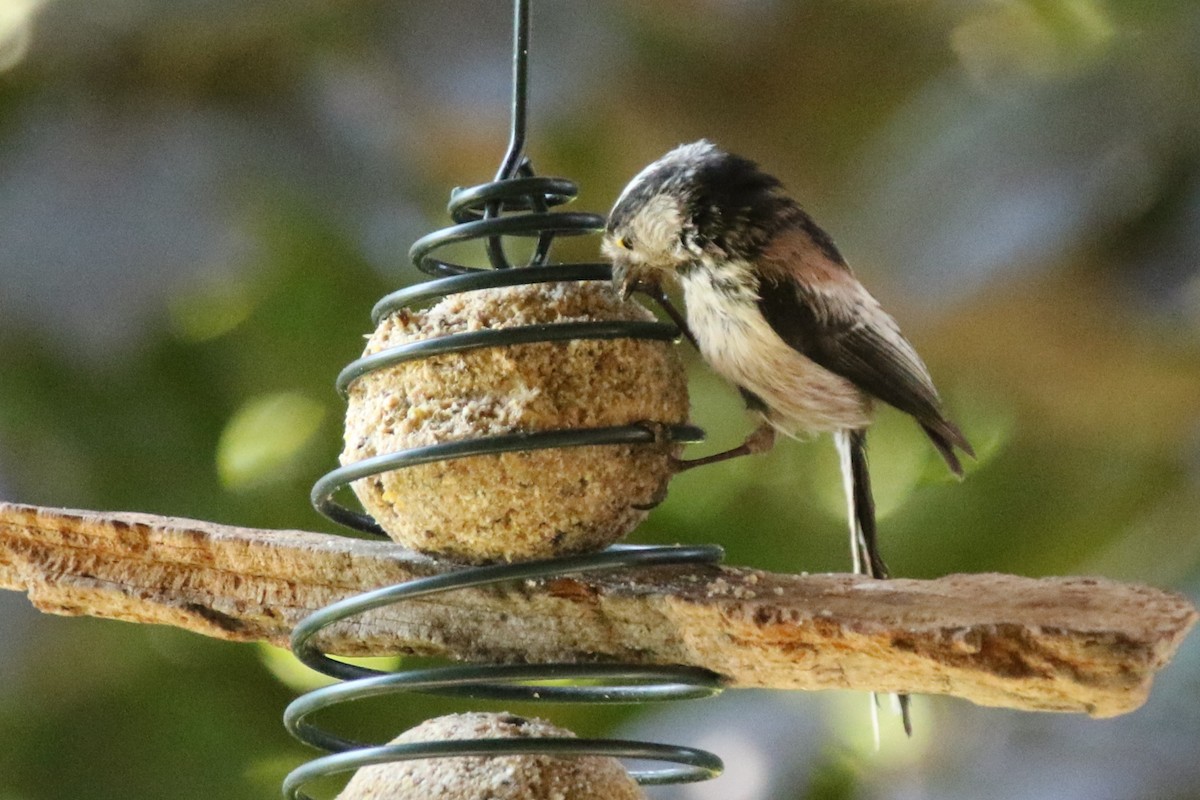 Long-tailed Tit - ML635466965