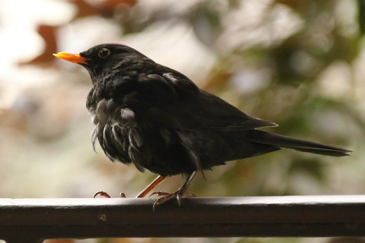 Eurasian Blackbird - ML635467023