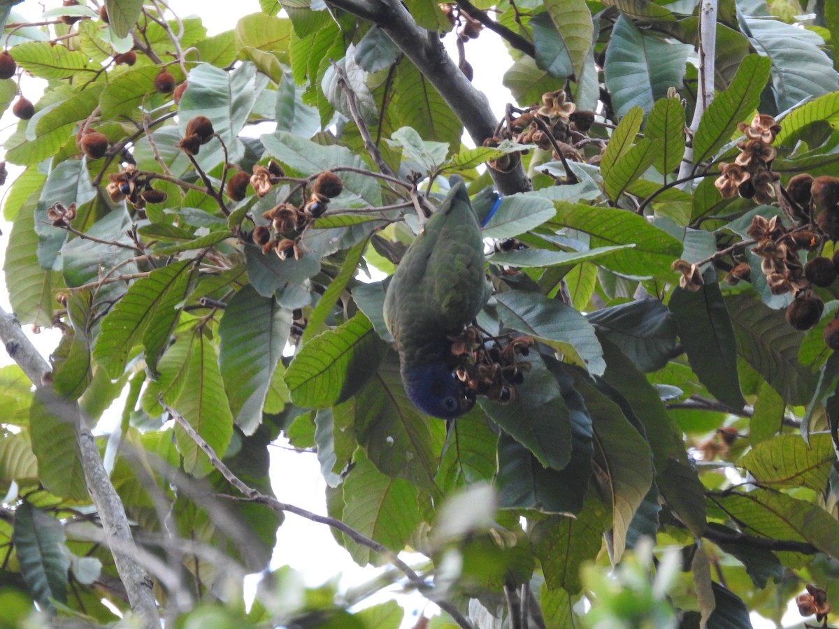 Blue-headed Parrot - ML635467024