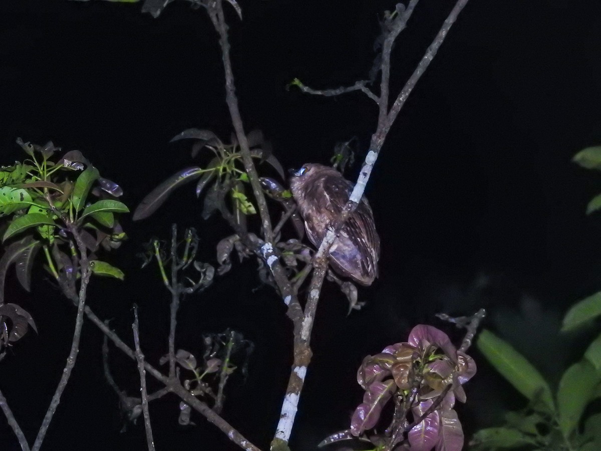 Enggano Scops-Owl - Pam Rasmussen