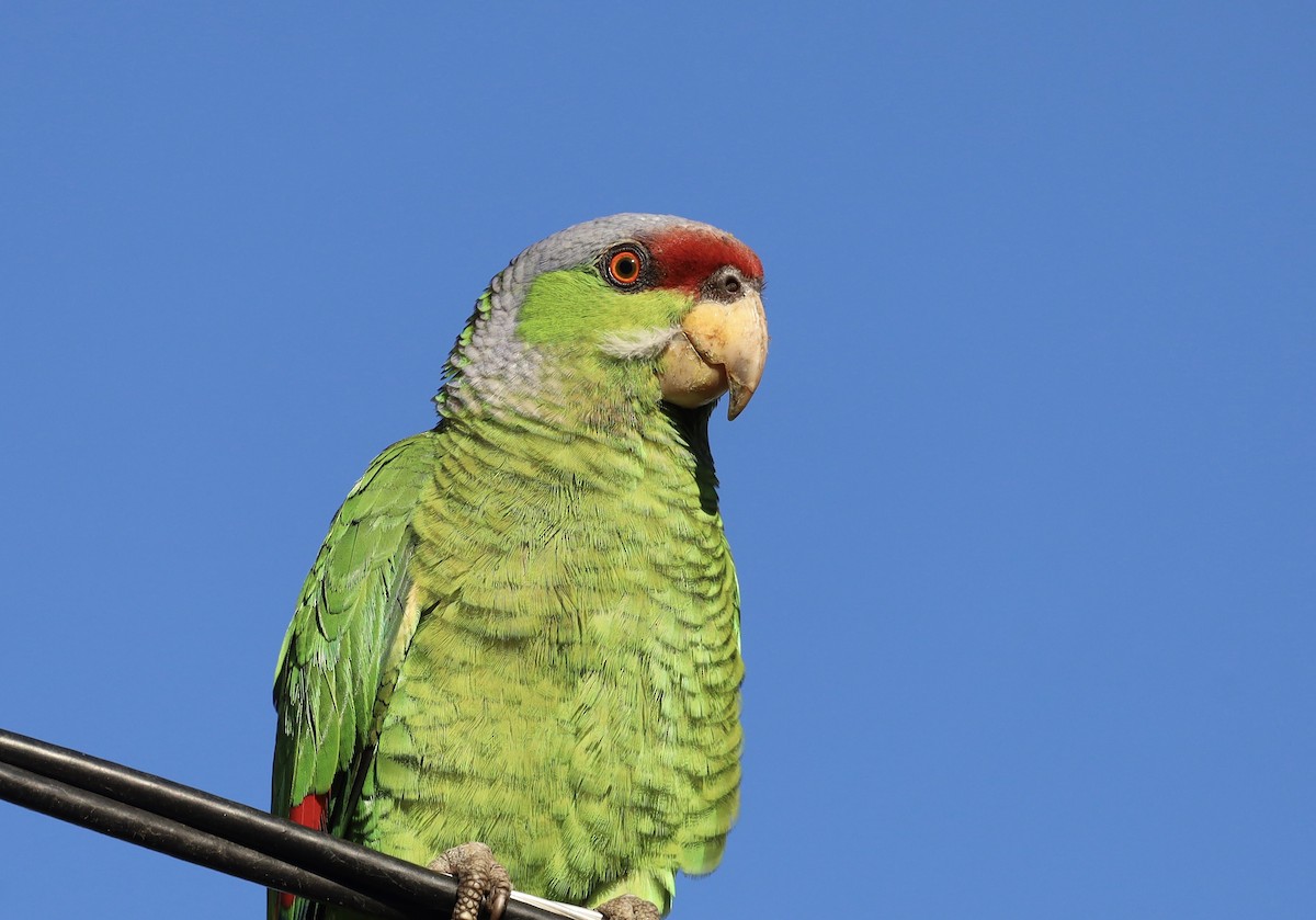 Red-crowned Amazon - ML635467260