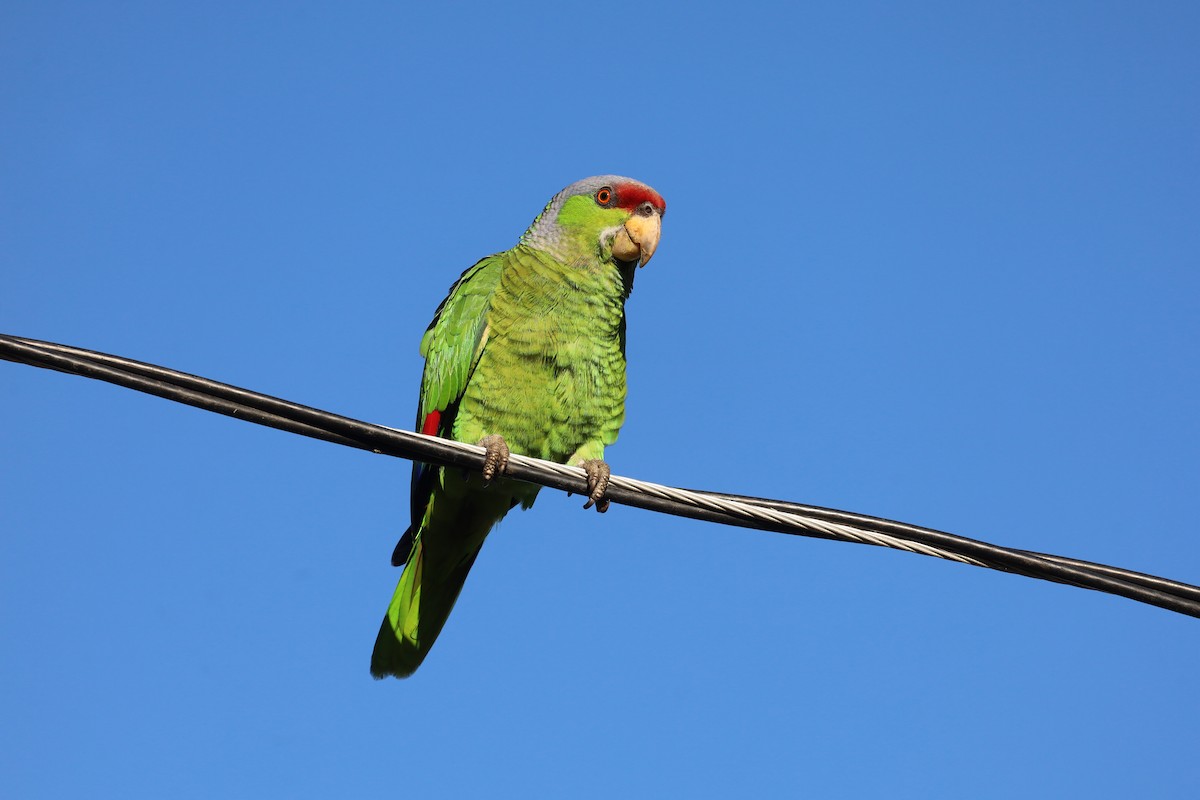 Red-crowned Amazon - ML635467261