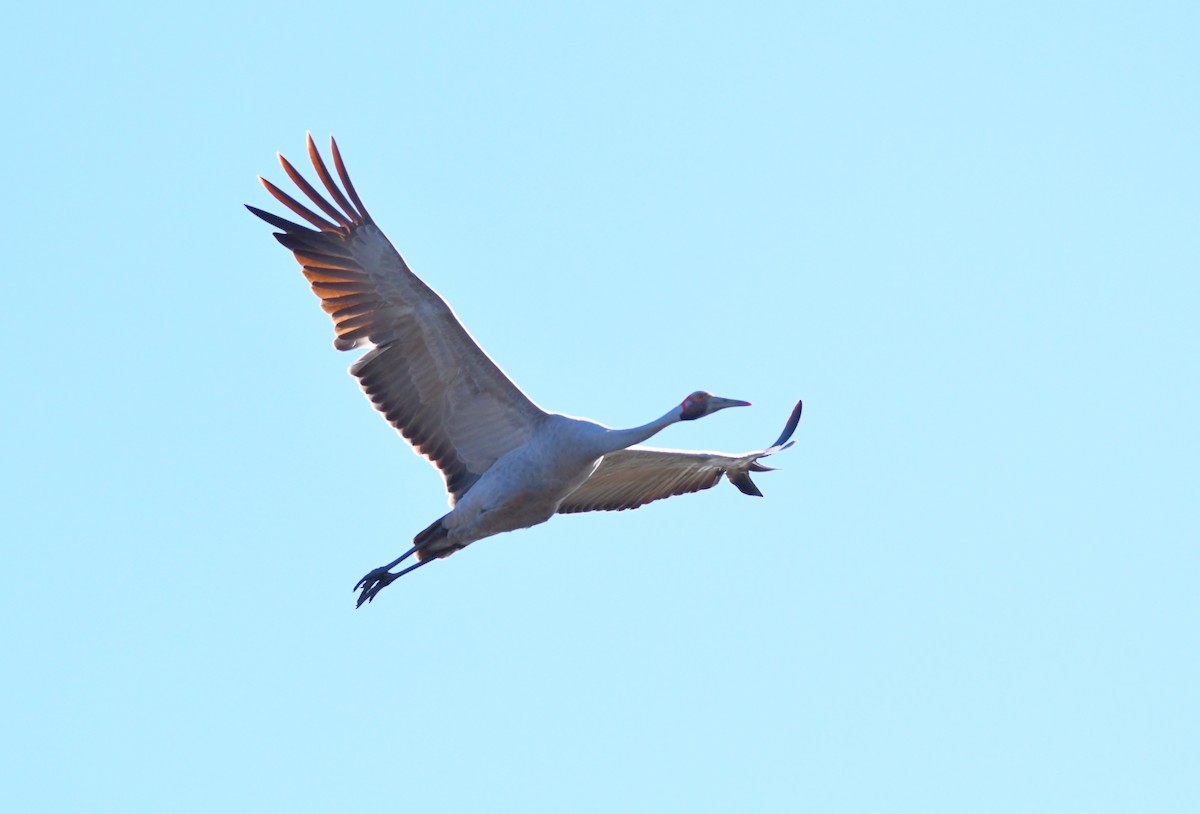 Brolga - ML635467273