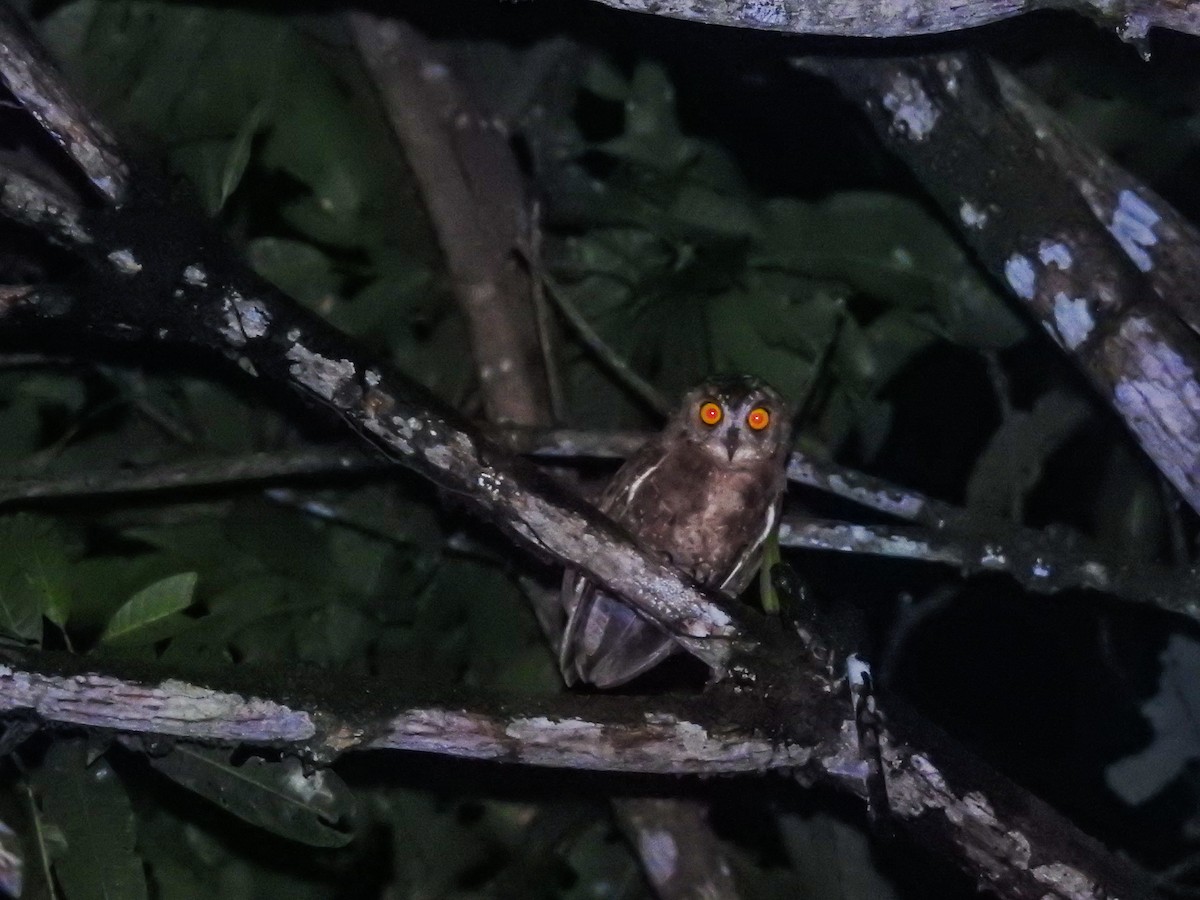 Enggano Scops-Owl - ML63546731