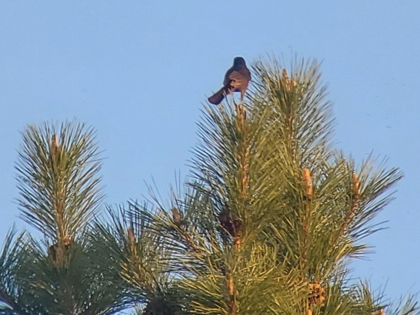 Common Grackle - ML635467445