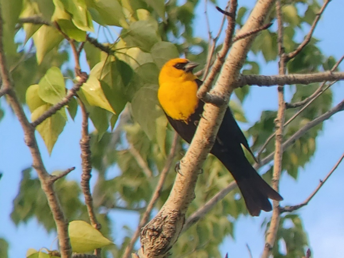 Yellow-headed Blackbird - ML635467464