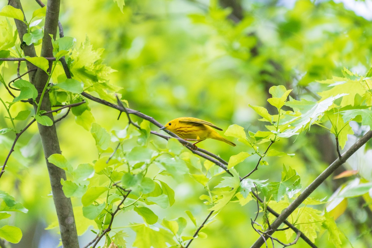 Paruline jaune - ML635467469