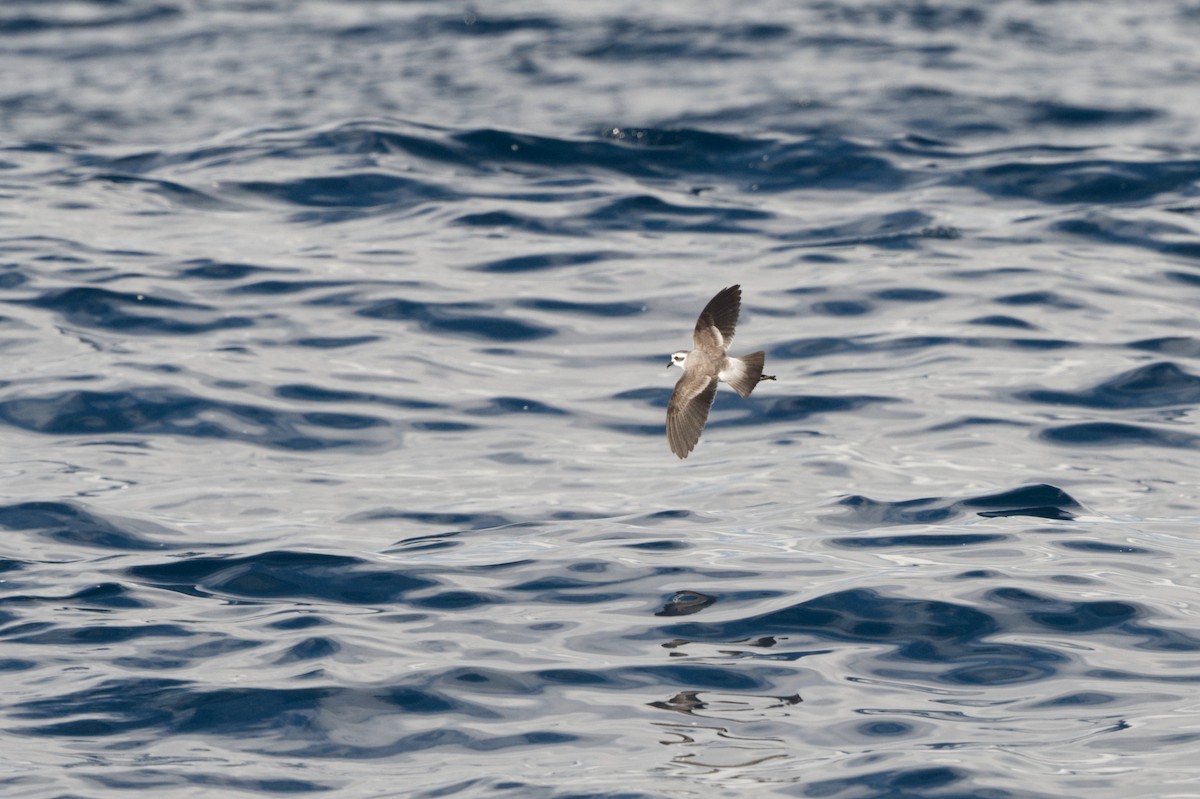 White-faced Storm-Petrel - ML635467606
