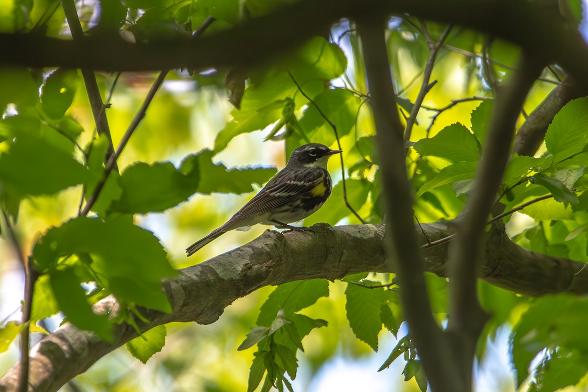 Yellow-rumped Warbler - ML635467684
