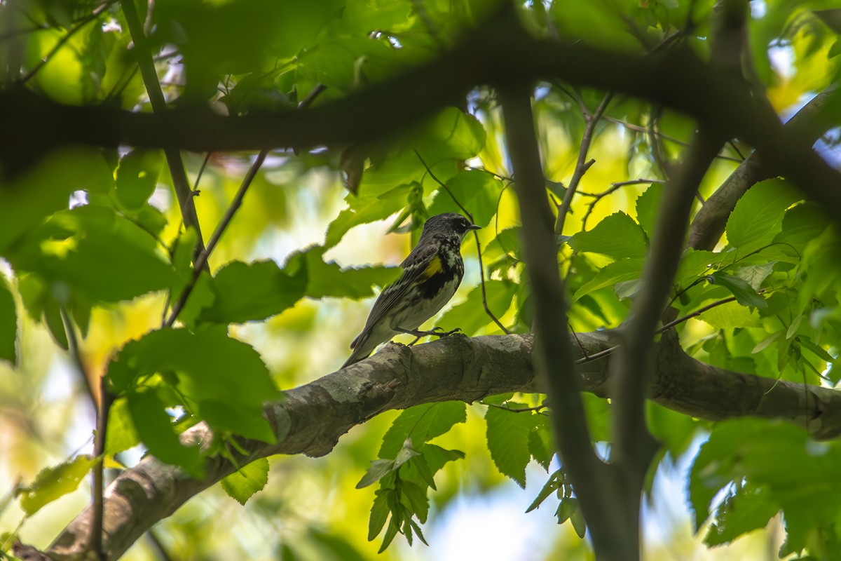 Yellow-rumped Warbler - ML635467685
