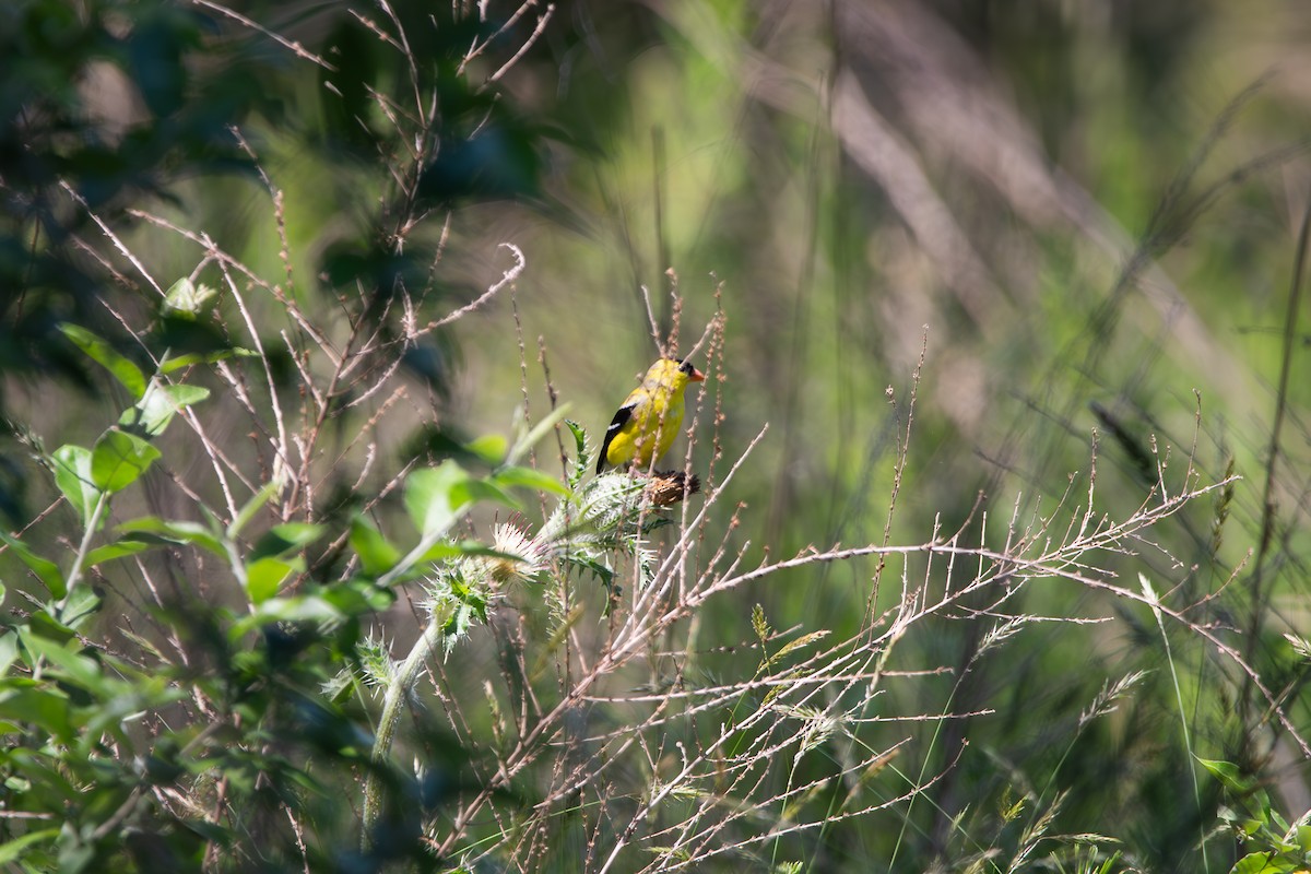 American Goldfinch - ML635467704