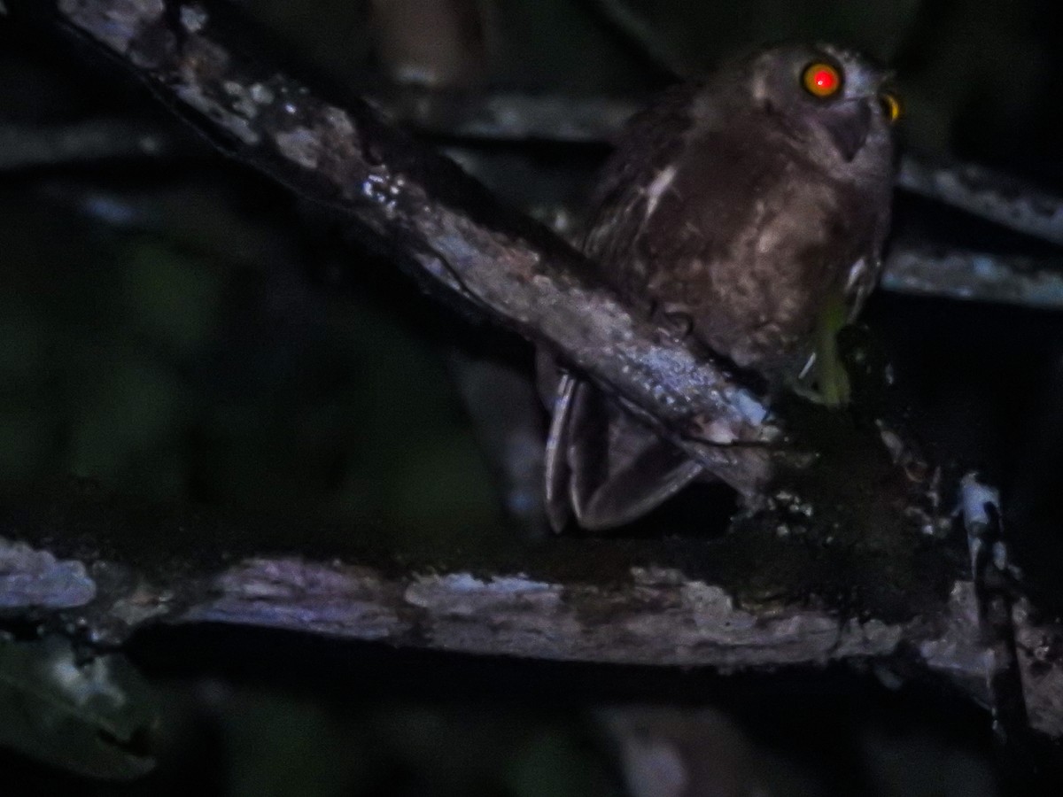 Enggano Scops-Owl - ML63546771