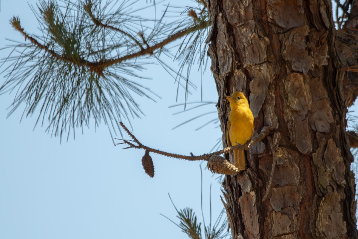 Summer Tanager - ML635467745