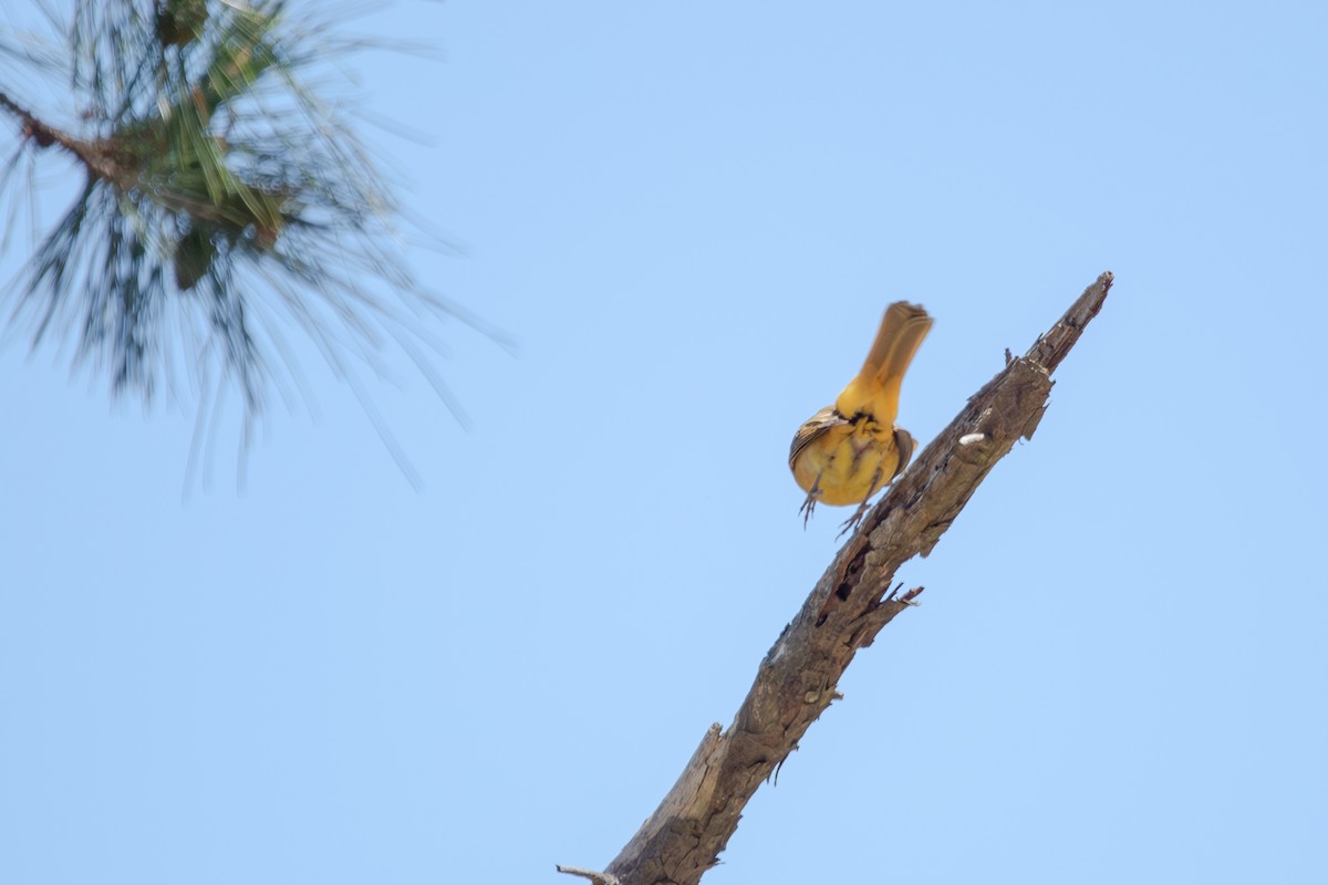 Summer Tanager - ML635467747