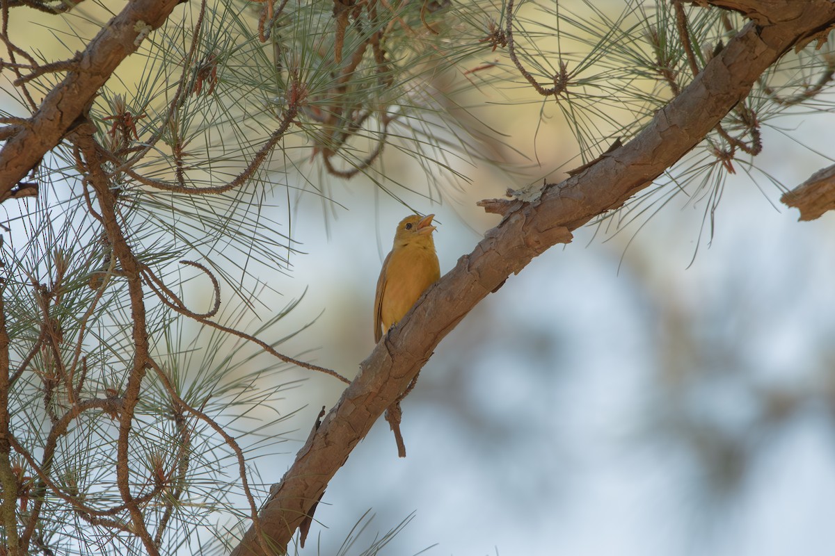 Summer Tanager - ML635467750