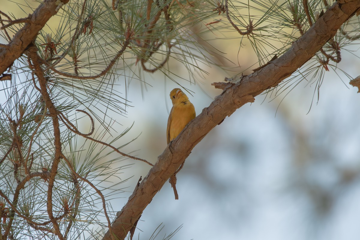 Summer Tanager - ML635467751