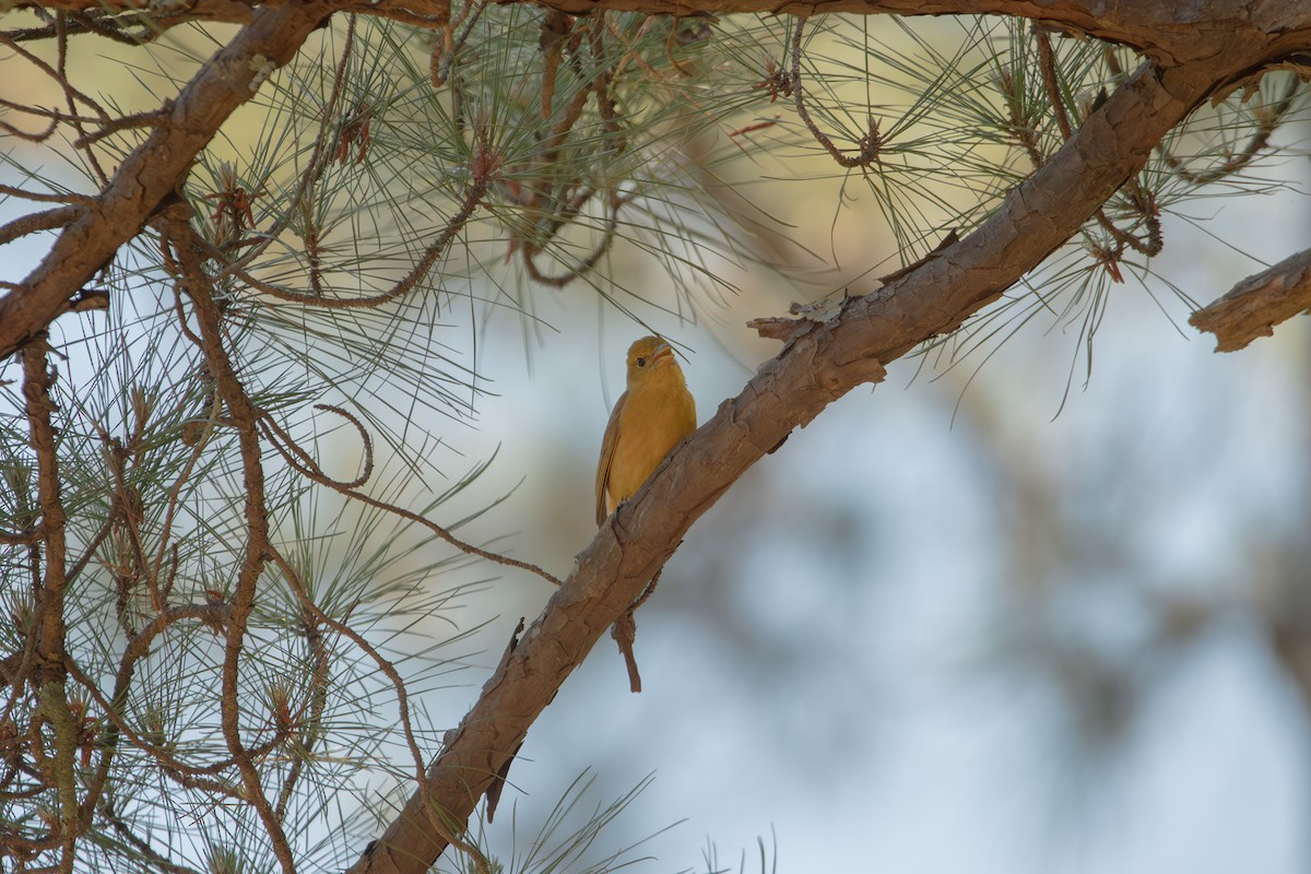Summer Tanager - ML635467752