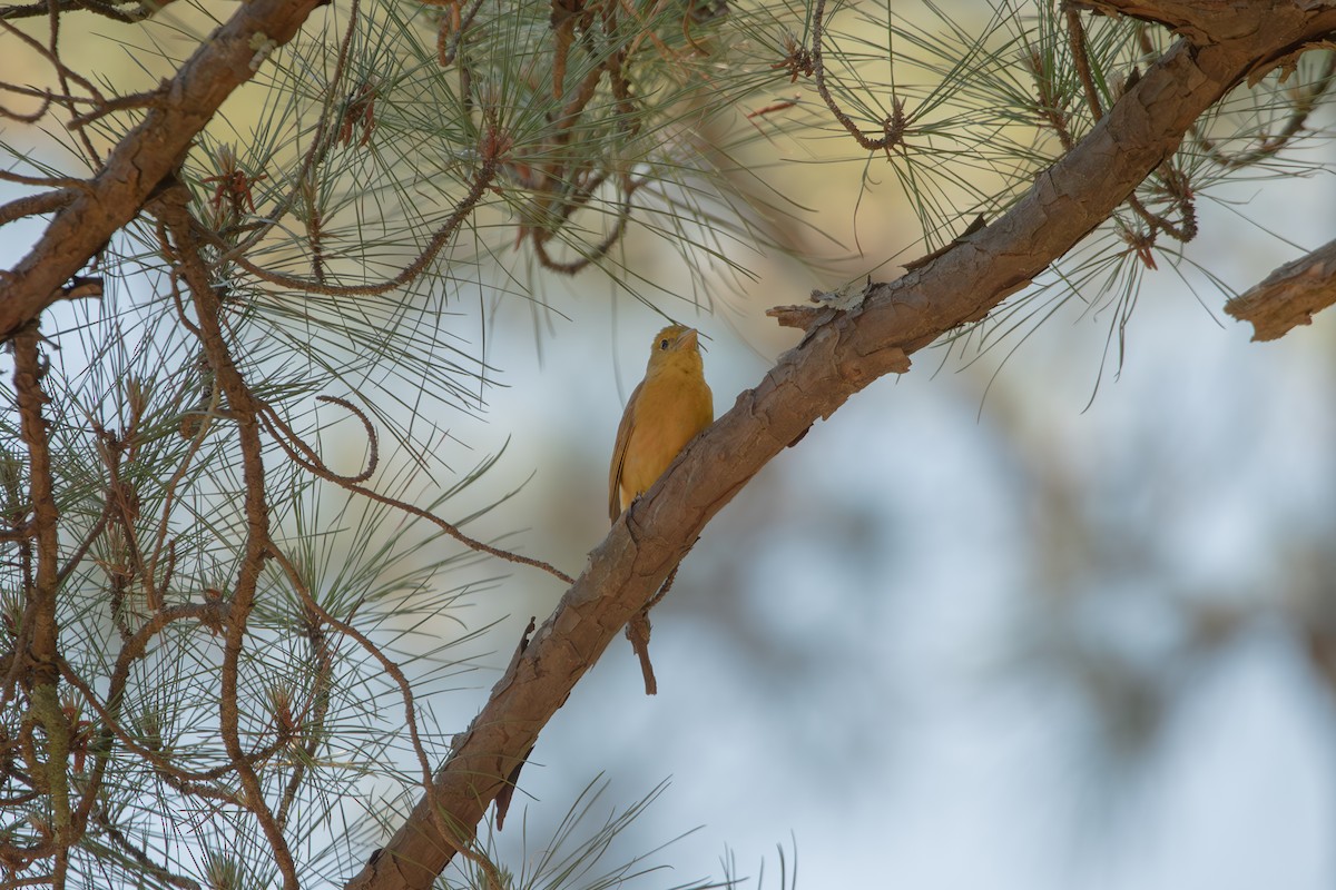 Summer Tanager - ML635467753