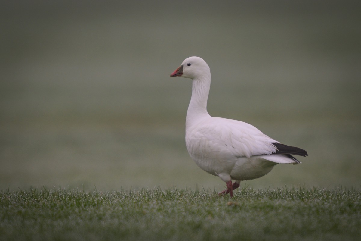 Ross's Goose - ML635467758