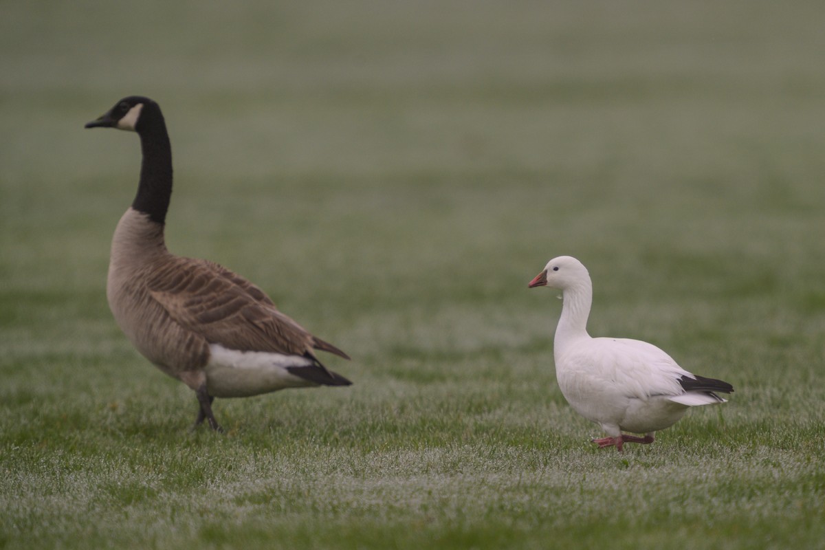 Ross's Goose - ML635467759