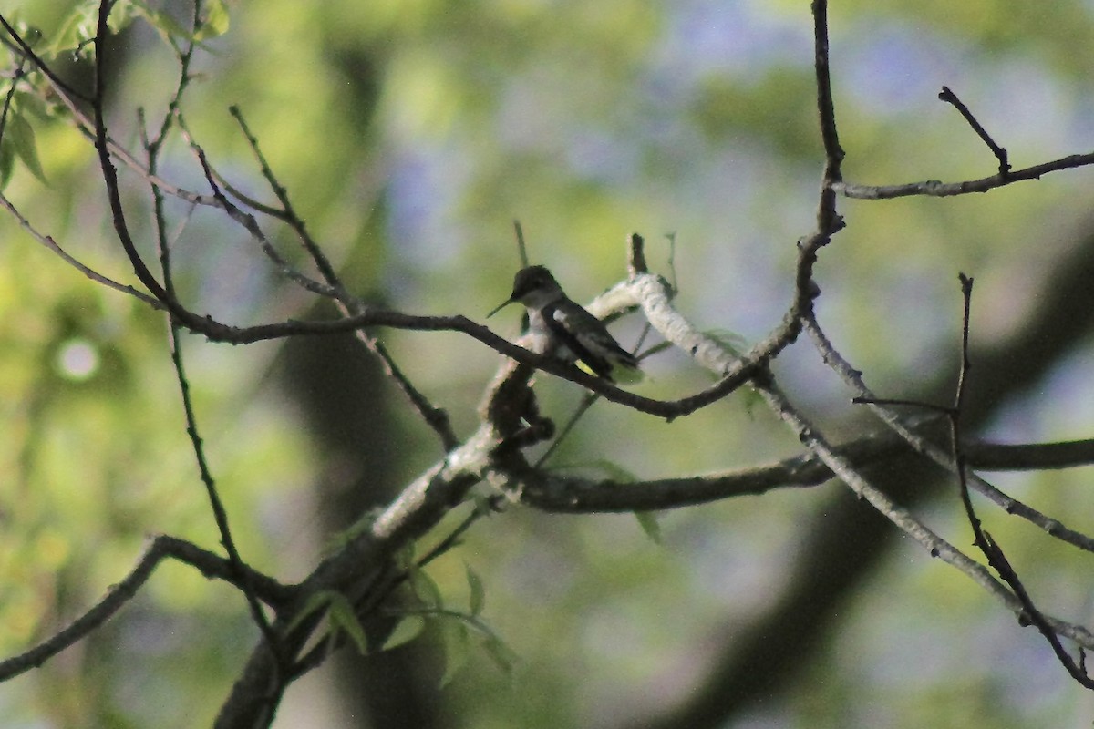Ruby-throated Hummingbird - ML635467778