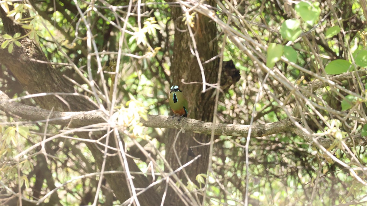 Social Flycatcher - ML635467796