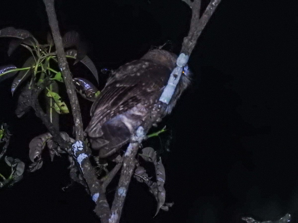 Enggano Scops-Owl - Pam Rasmussen