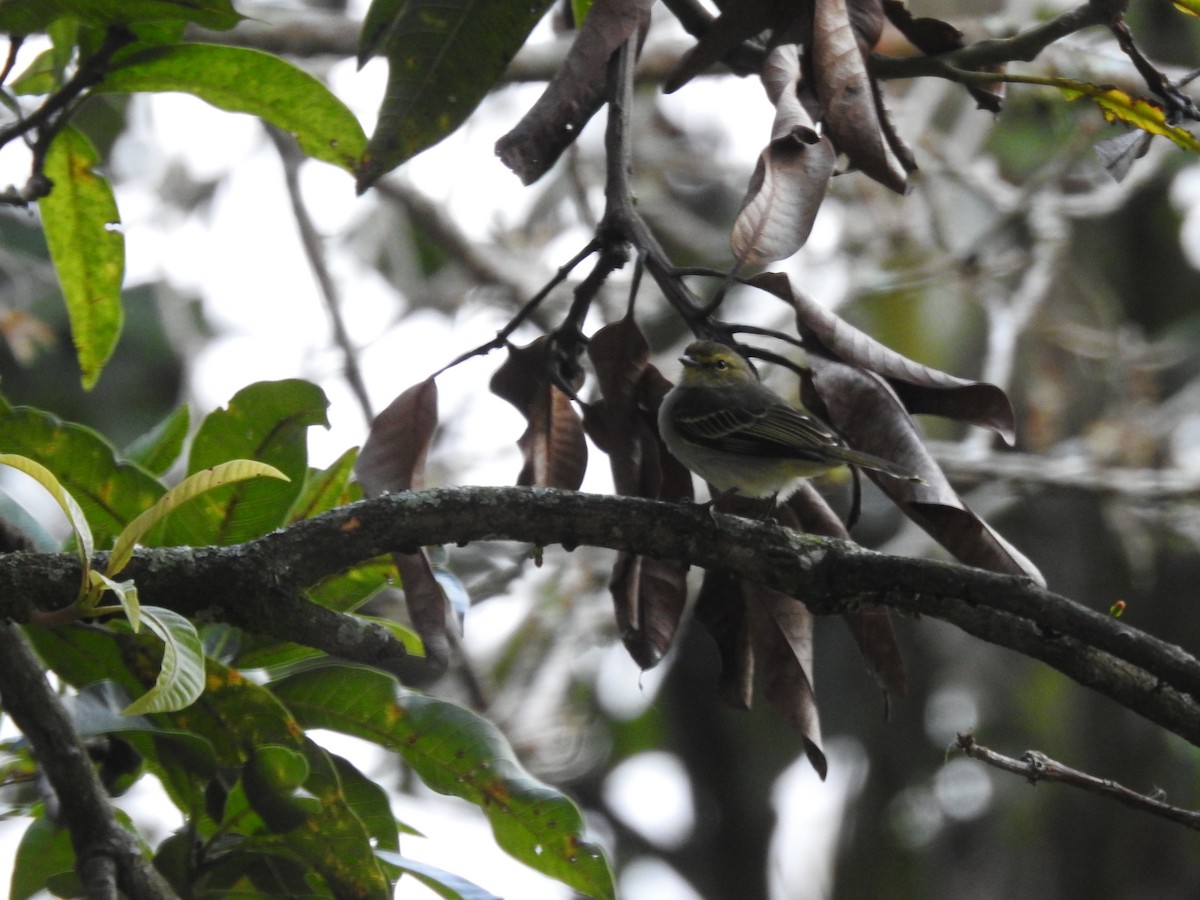 Golden-faced Tyrannulet - ML635467912