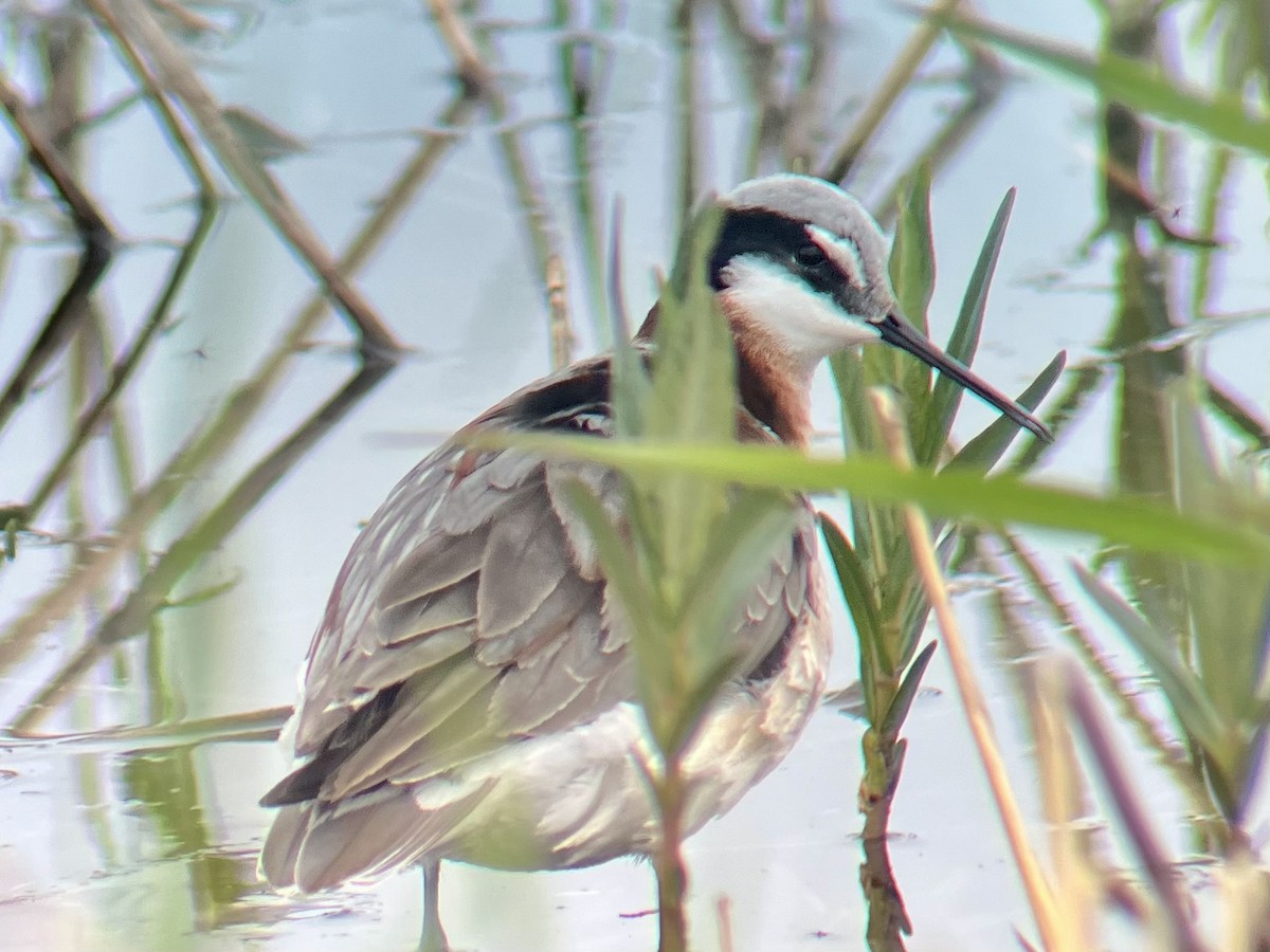 lyskonoh dlouhozobý - ML635467938