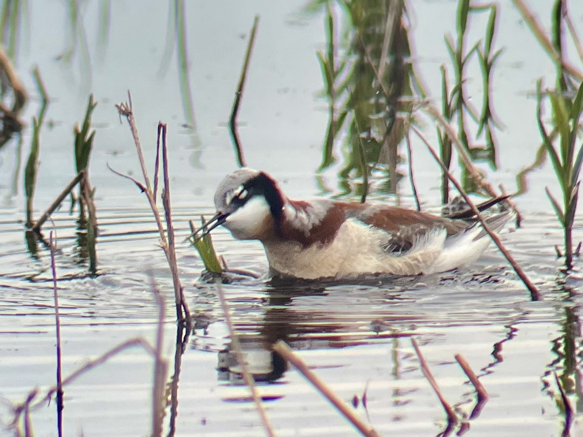 lyskonoh dlouhozobý - ML635467939