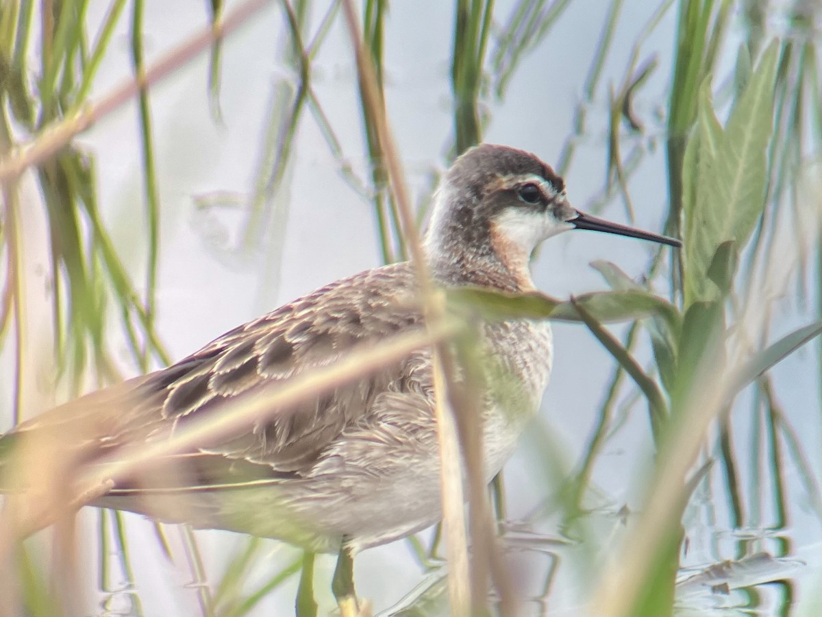 lyskonoh dlouhozobý - ML635467940