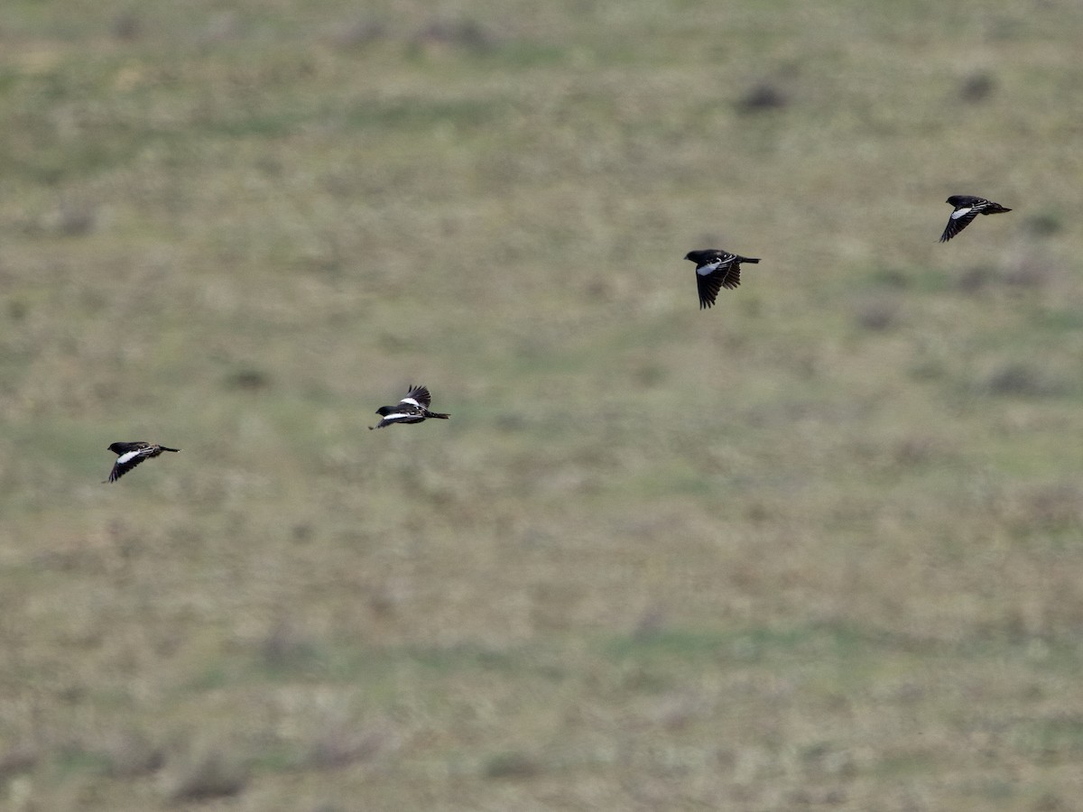 Lark Bunting - ML635467958