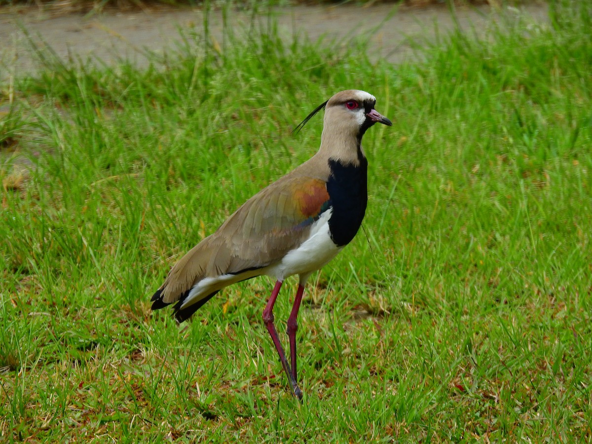 Southern Lapwing - ML635467983