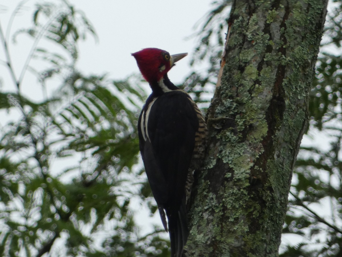 Crimson-crested Woodpecker - ML635467996