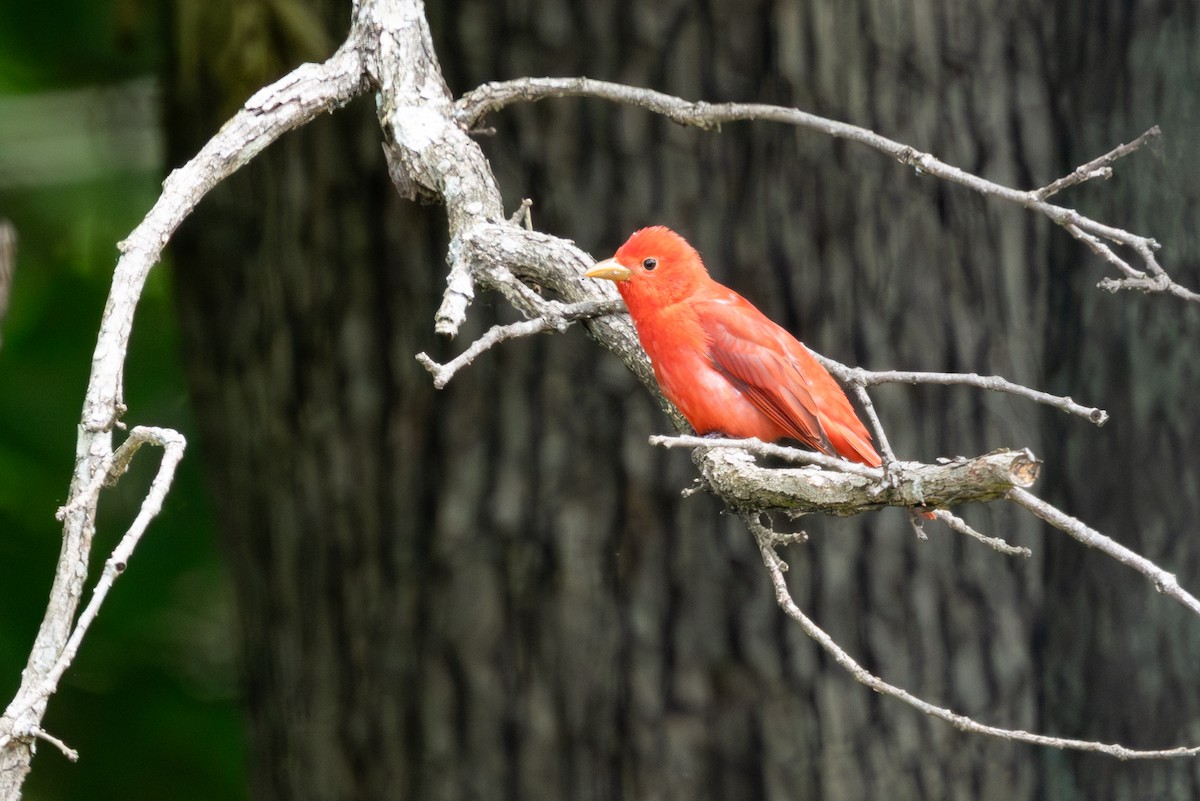 Summer Tanager - ML635468062