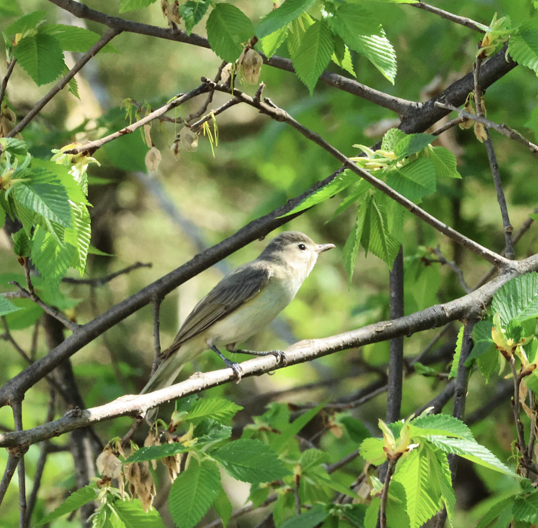 zelenáček švitořivý/západní - ML635468102