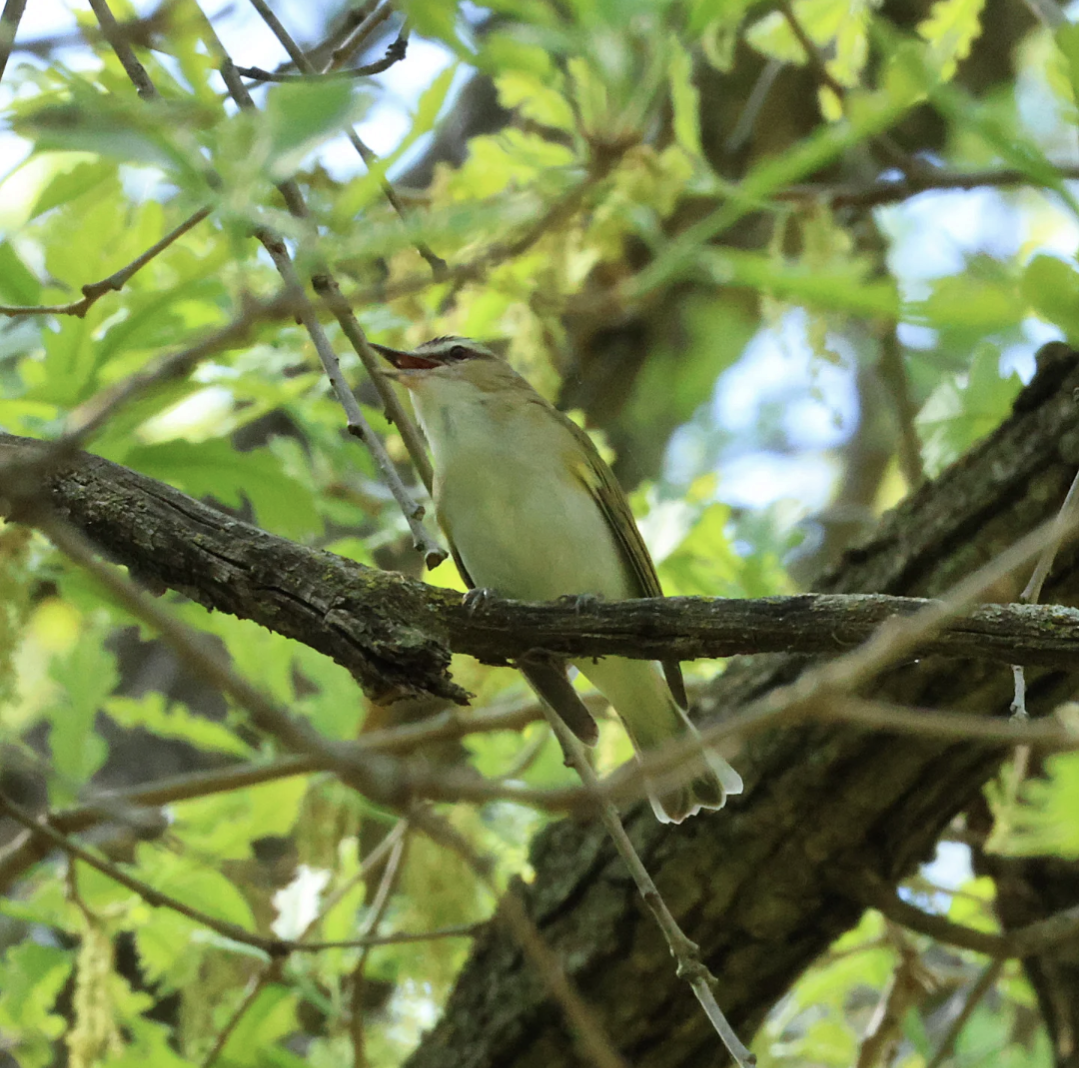 zelenáček červenooký - ML635468115