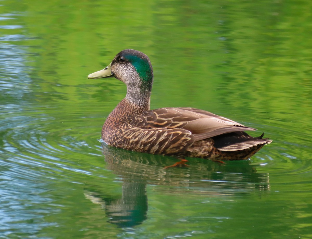 雑種 マガモ ｘ アメリカガモ - ML635468118