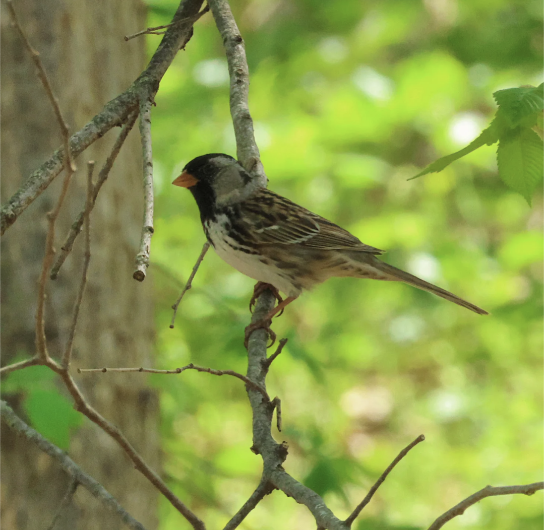 Harris's Sparrow - ML635468122
