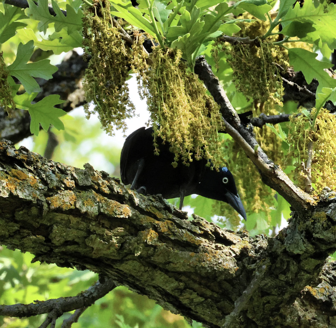 vlhovec lesklý - ML635468132