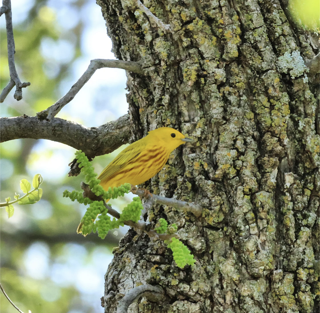 lesňáček zlatotemenný - ML635468149