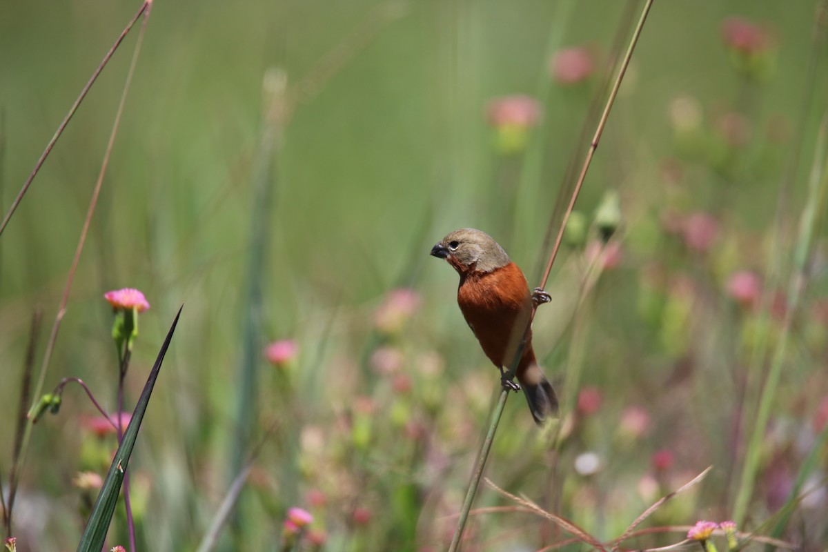 Ruddy-breasted Seedeater - ML635468153
