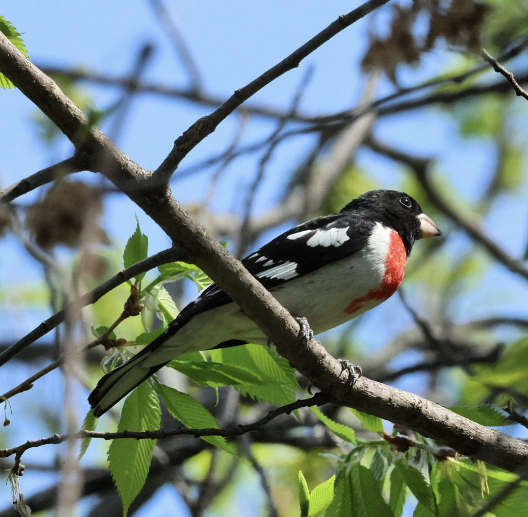 dlaskovec růžovoprsý - ML635468155