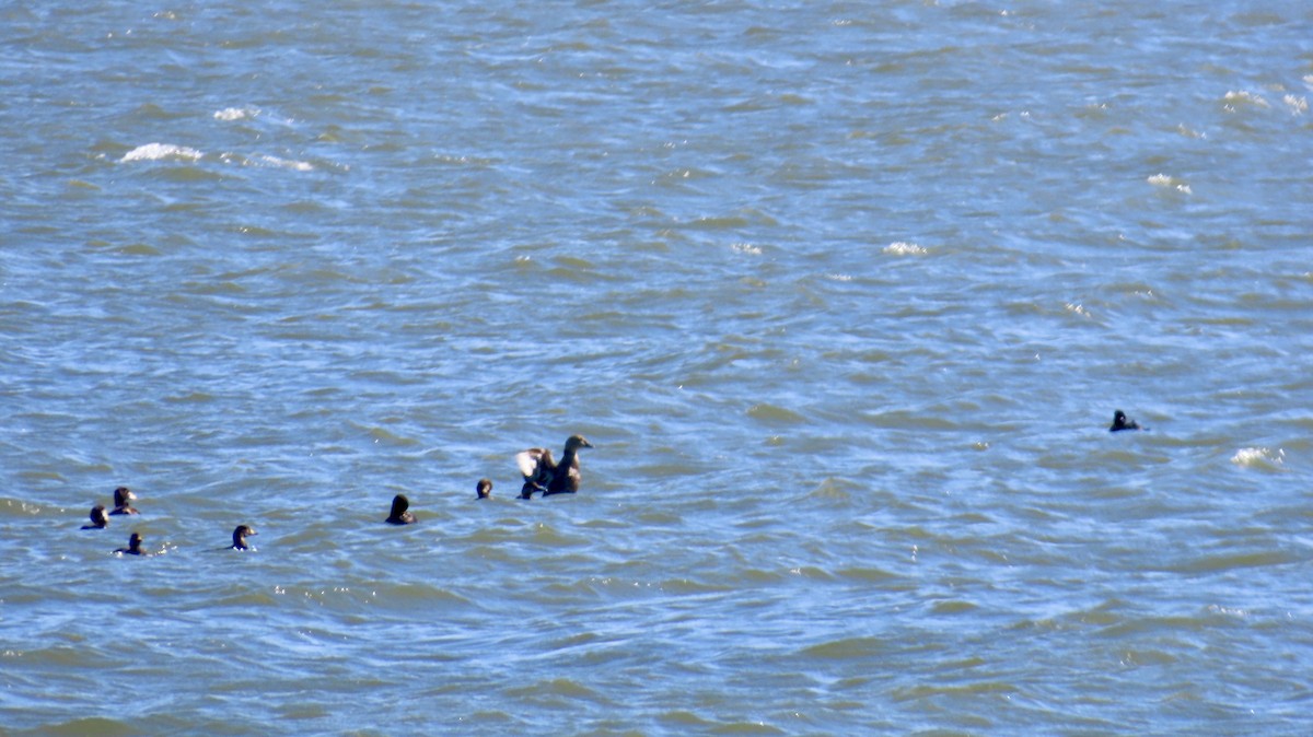 King Eider - ML635468157