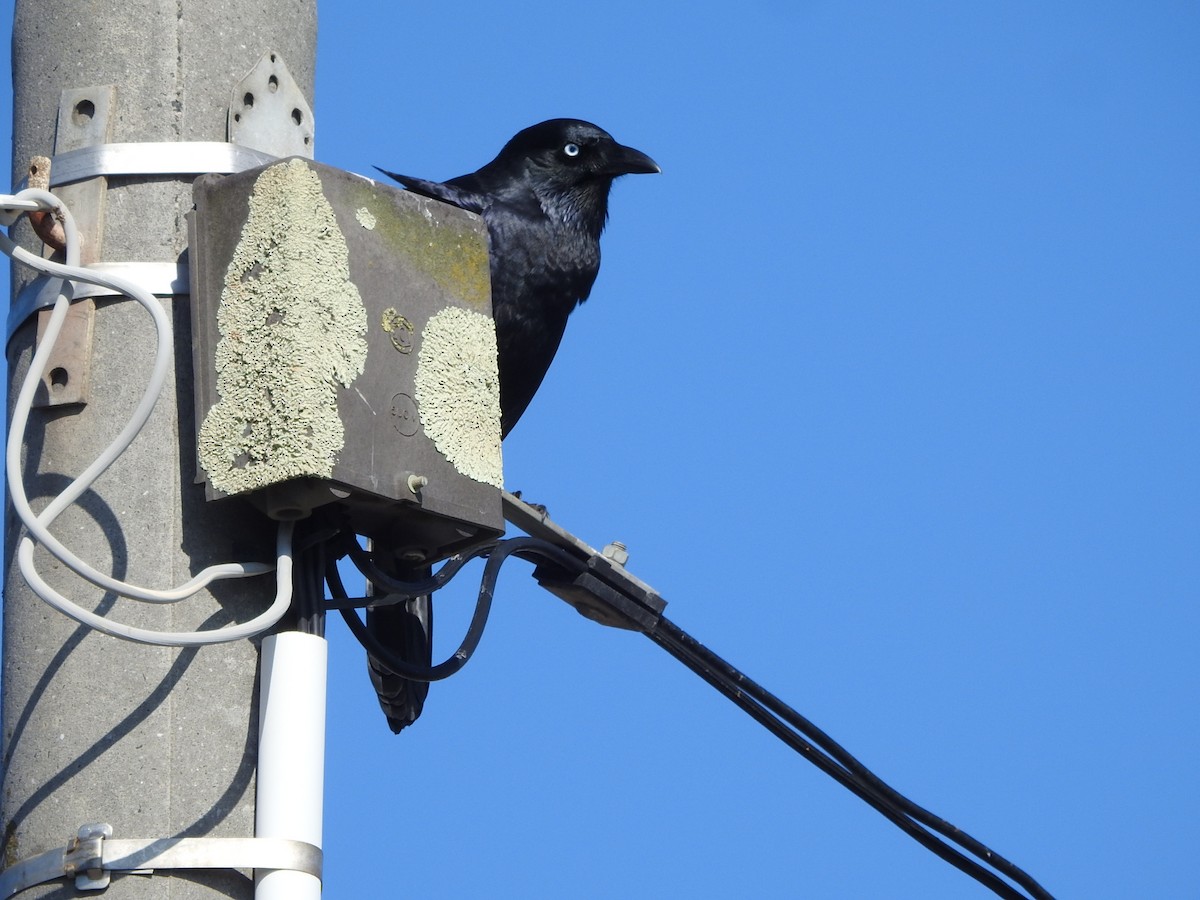Little Raven - ML635468169