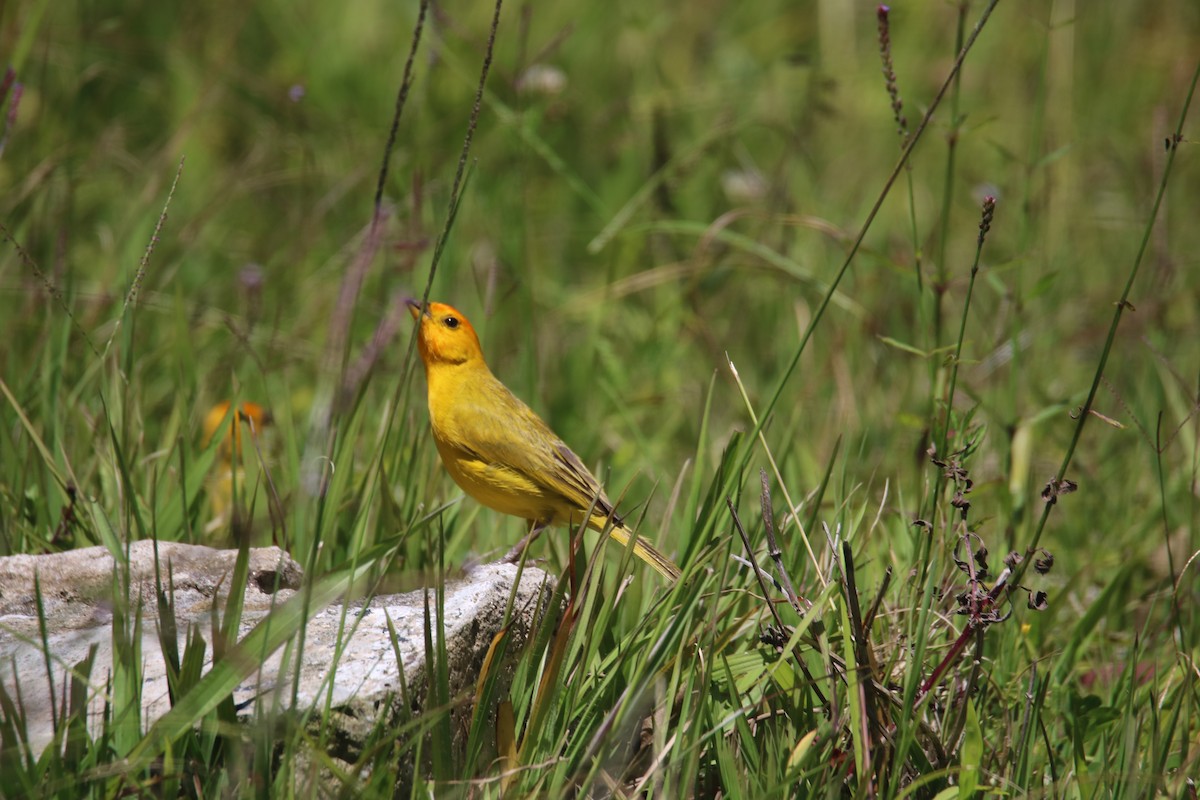Saffron Finch - ML635468172
