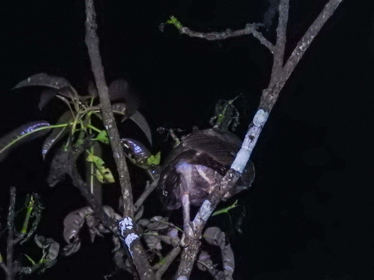 Enggano Scops-Owl - Pam Rasmussen