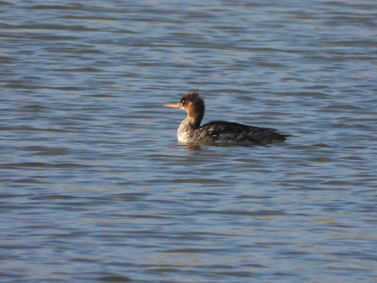 Сэвгэр бохио - ML635468234
