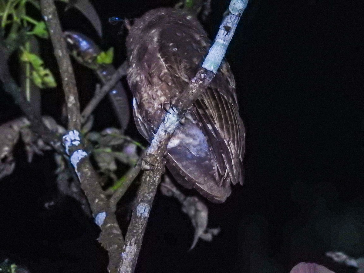 Enggano Scops-Owl - Pam Rasmussen